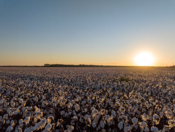 cotton 2upcard cotton 2upcard