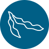 Organic corn icon