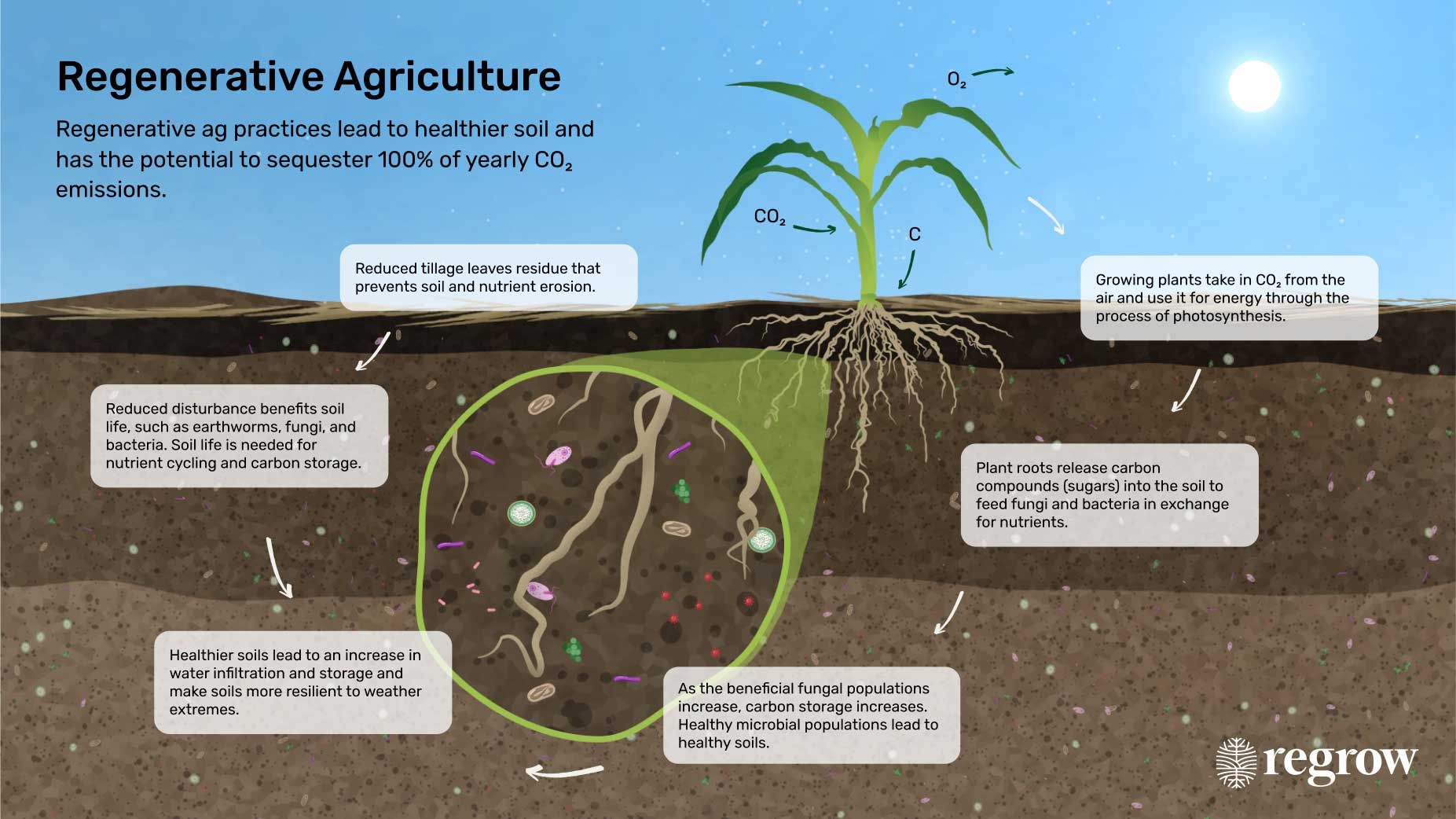 carbon schema - in page carbon schema - in page