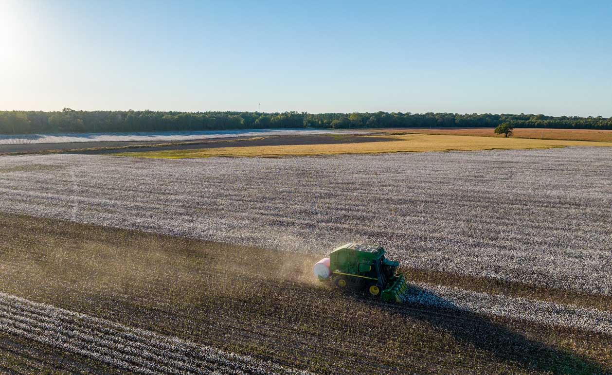 Cotton being harvested