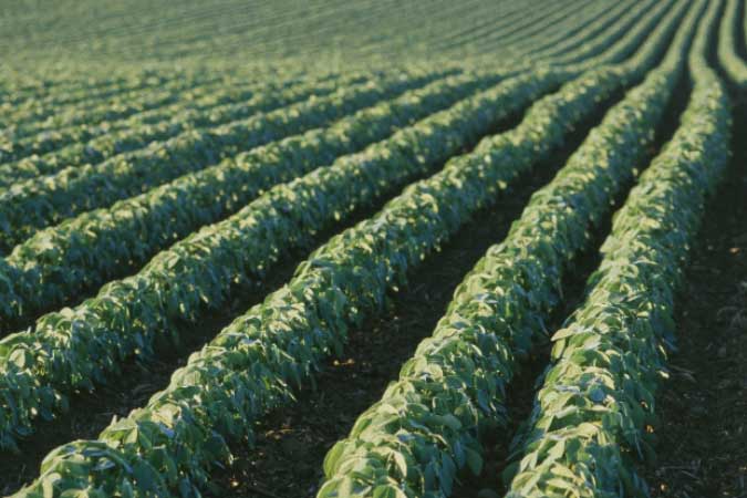 Soybean 2Up Card