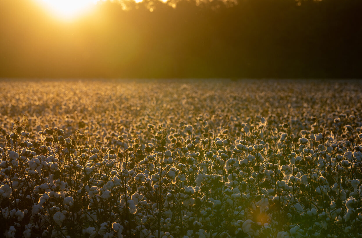 Cotton Sunset Dark