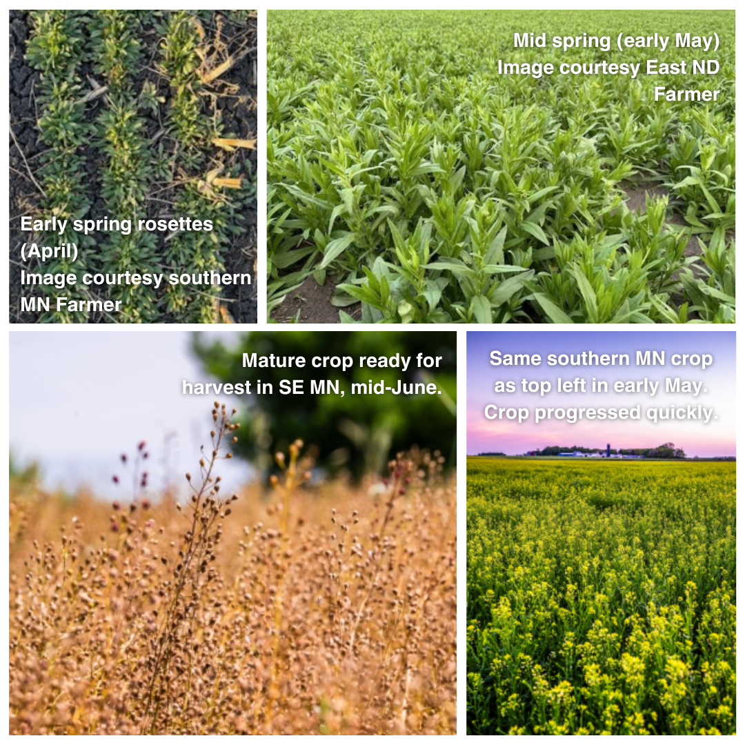 winter camelina article collage winter camelina article collage