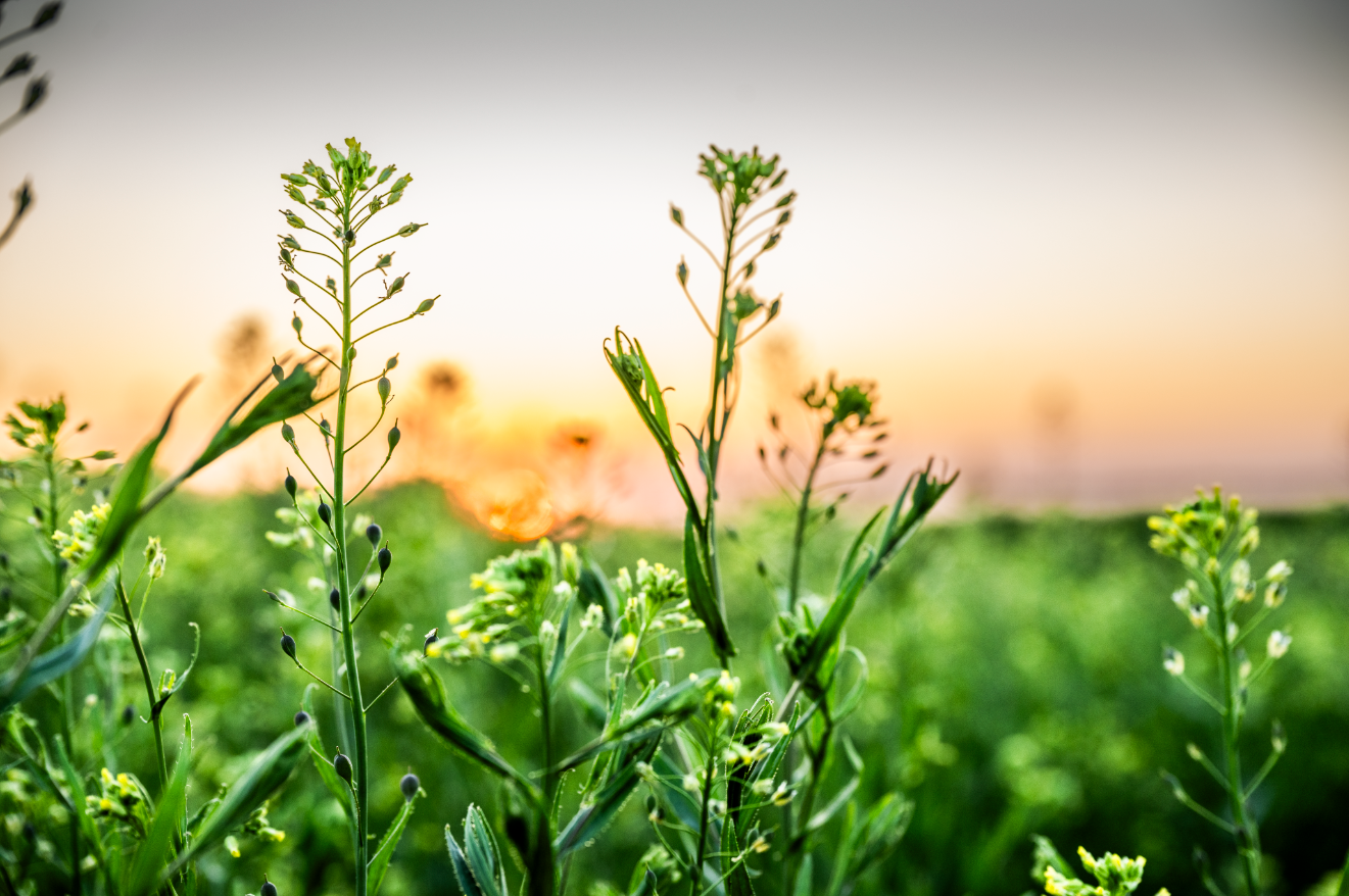 A closeup shot of a flowering camelina plant with greenery and a soft sunset in the background A closeup shot of a flowering camelina plant with greenery and a soft sunset in the background