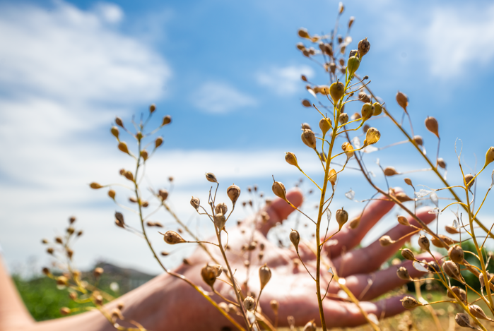 A closeup shot of a flowering camelina plant with greenery and a soft sunset in the background