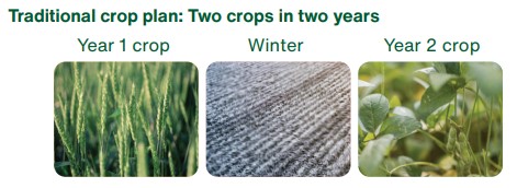 Camelina - two crops in two years