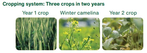 Camelina - three crops in two years